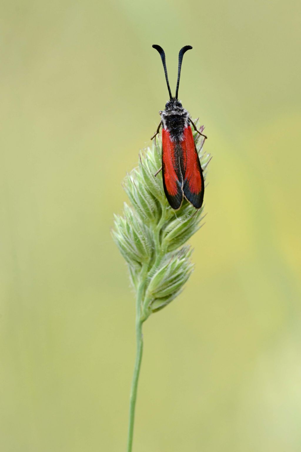 Conferma Zygaena purpuralis